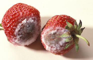 Gray mold on strawberry / Botrytis cinerea / Botryotinia - obrazy, fototapety, plakaty
