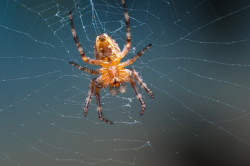Orb-weaver spider on the web macro 