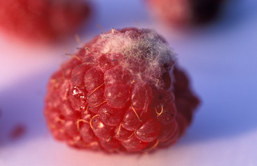 Gray mold on raspberry / Botrytis cinerea / Botryotinia - obrazy, fototapety, plakaty