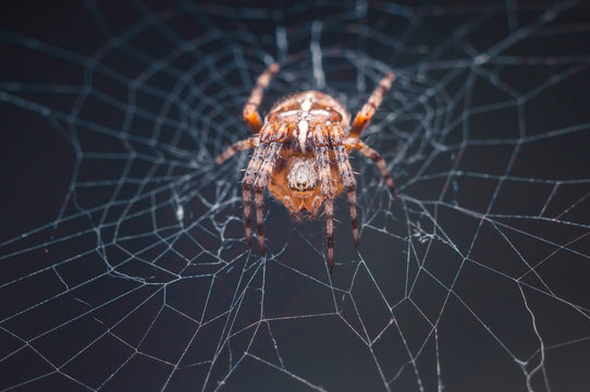 Orb-weaver spider on the web macro 