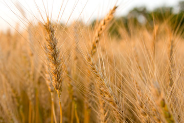 Ears of golden wheat on the field close up. Beautiful Nature Sunset Landscape. Rural Scenery under Shining Sunlight. Rich harvest Concept