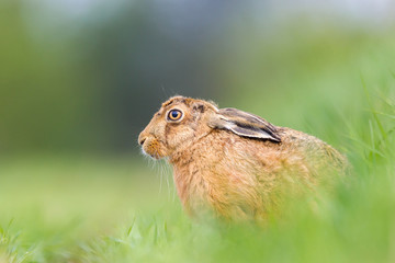Brown Hare