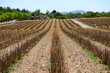 Fototapeta na wymiar The field of Aloe vera in organic farm, Mallorca, Spain