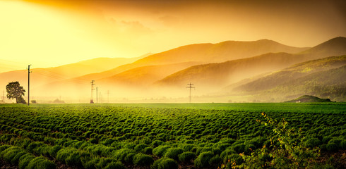 Beautiful green field in mist at sunset.