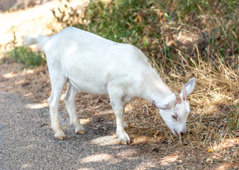 Obraz premium Little white goat eating wet grass.