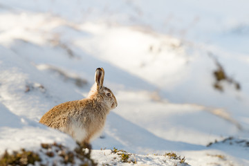 Mountain hare in snow