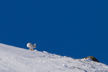 Mountain hare in snow