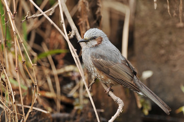日本のヒヨドリ