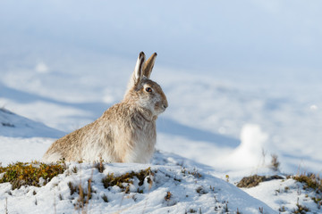 Mountain hare in snow