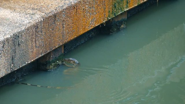Video 1920x1080 - Wild water monitor lizard sways from side to side as it swims along a concrete dock on a river in Bankok, Thailand