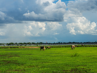 Beautiful green field and buffalo at far distance with blue sunny sky
