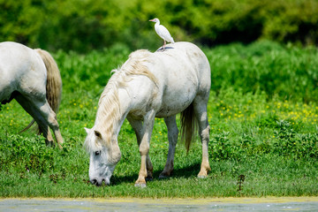 Cavalli allo stato brado
