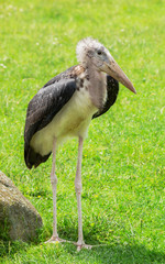 Marabou stork