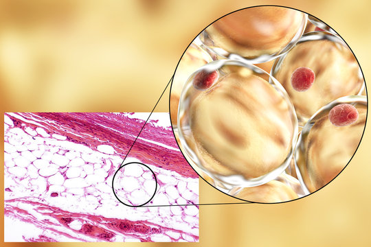White adipose tissue (fat cells), light micrograph and 3D illustration, hematoxilin and eosin staining, magnification 100x. Fat cells (adipocytes) have large lipid droplet which remains unstained