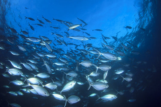 Tuna fish in ocean