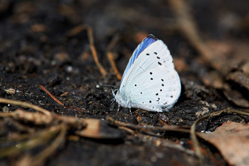 Blue butterfly sitting on a black charcoal in the forest