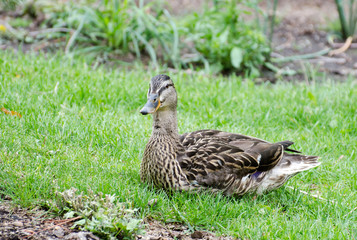 Male Gadwall (Anas strepera)