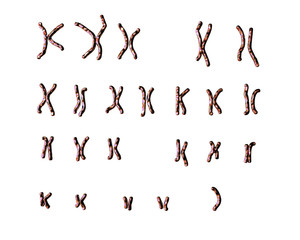 Turner’s-syndrome karyotype, unlabeled. X0 karyotype. 3D illustration