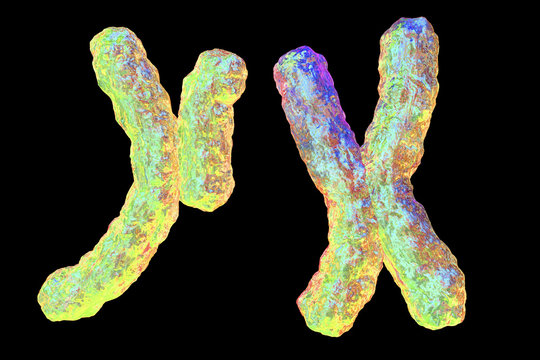 Human chromosomes isolated on black background, 3D illustration