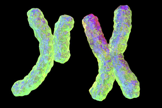 Human chromosomes isolated on black background, 3D illustration