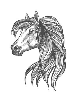 Profile portrait of purebred andalusian mare icon