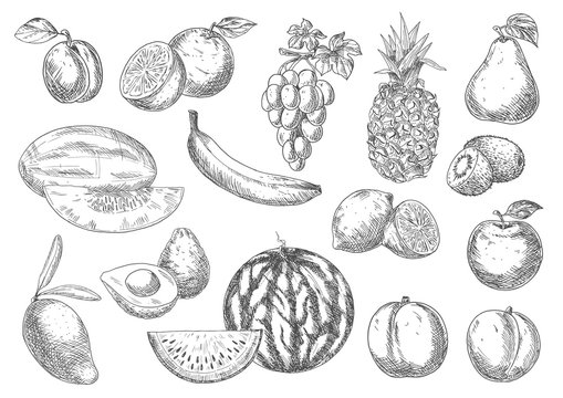 Enjoyable flavorful fresh fruits sketch icons