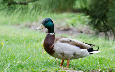 Mallard