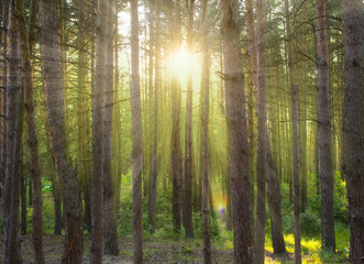 the sun's rays in the forest