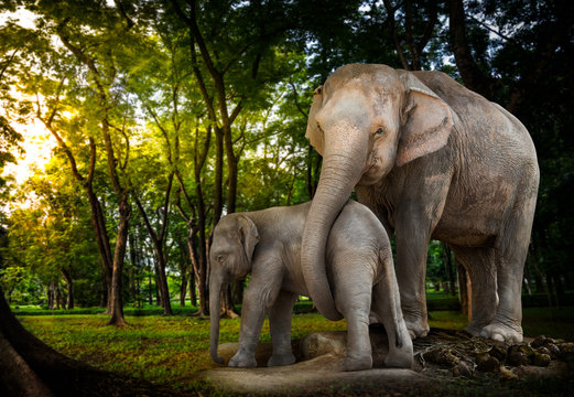 Fototapeta The elephant family in forest