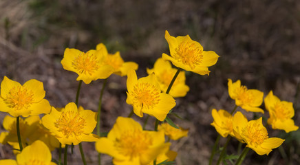 bright yellow wild flowers