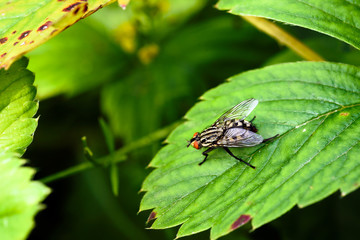 Flesh Fly on Leaf