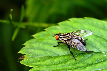 Fototapeta premium Flesh Fly sitting on Leaf