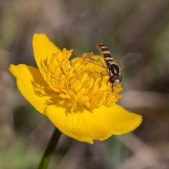 Hoverfly on a bright yellow flower