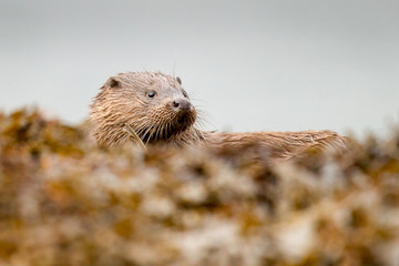 Otter on seweed