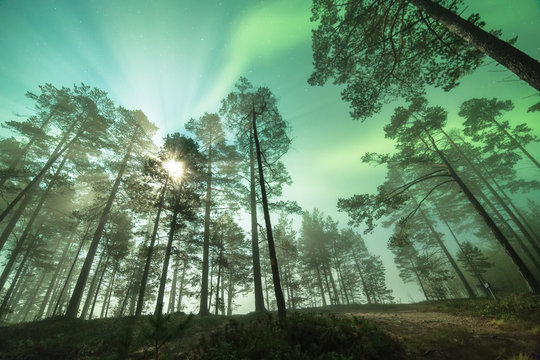 Trees with Aurora borealis, Finland
