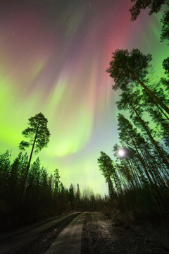 Backlit trees with Aurora borealis, Finland