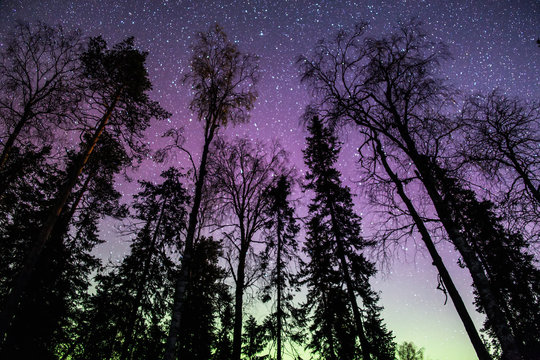 Silhouette of trees against night sky, Finland