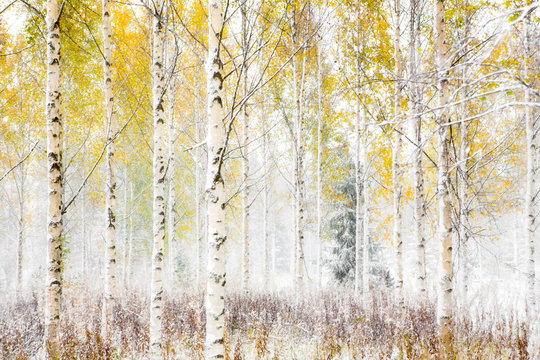 Trees in snow, Finland