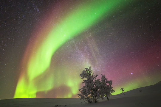 Aurora borealis in sky with tree, Finland
