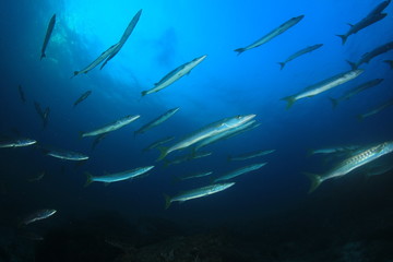 Fototapeta na wymiar Barracuda fish school