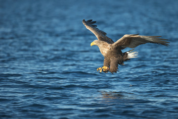 Hunting Eagle Attacking Prey.