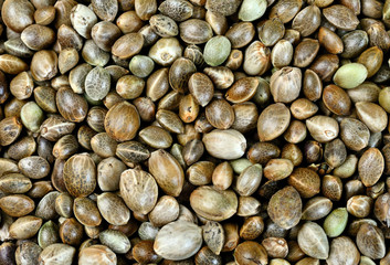 Hemp seeds on background