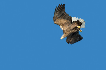 White-tailed Eagle Hunting
