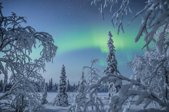 Aurora borealis over snow covered trees, Finland