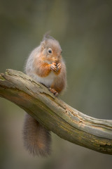 Red Squirrel