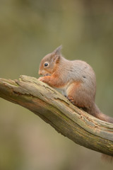 Red Squirrel