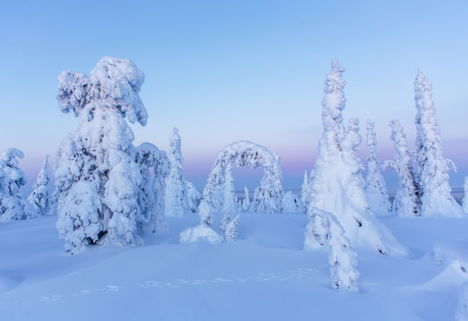 Trees covered in deep snow, Finland