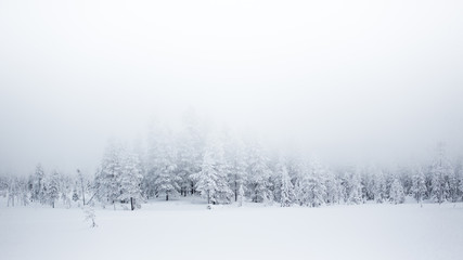 Forest covered in snow and mist, Finland