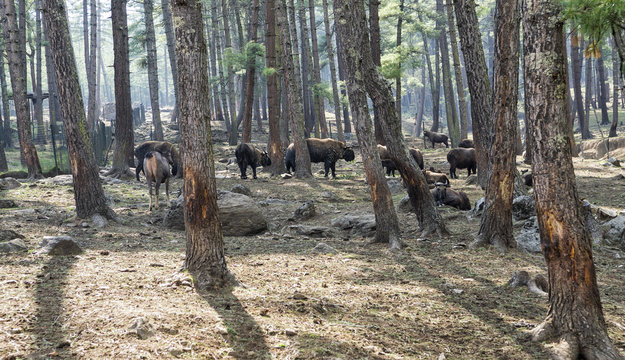 Takin is the national animal of Bhutan - The takin (taxicolor whitei) which is a mixture of a cow and a goat is the national animal of Bhutan.