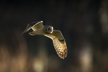 Short-eared owl flying